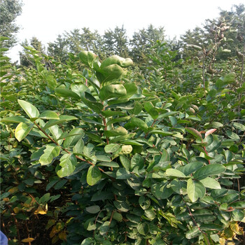 新品種無(wú)花果苗產(chǎn)地貨源苗圃出售無(wú)花果樹苗