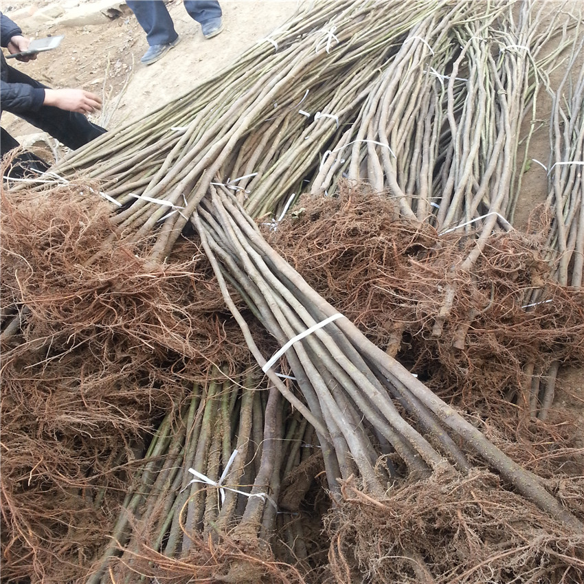布蘭瑞克無花果樹苗多少錢基地
