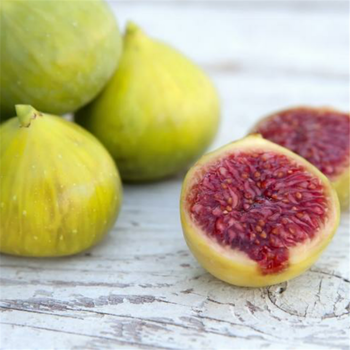 波姬紅無(wú)花果樹苗幾年結(jié)果無(wú)花果樹苗規(guī)格全