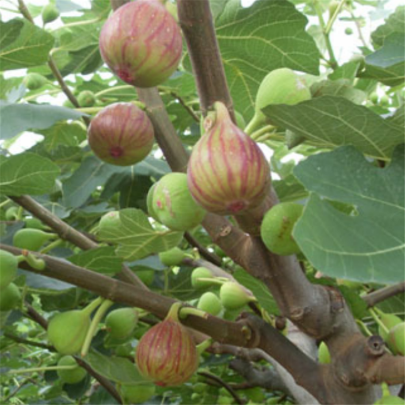 四川無花果苗什么時(shí)候種植 苗圃出售無花果樹苗