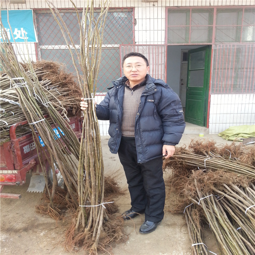 無花果小苗基地批發(fā) 常年供應無花果苗