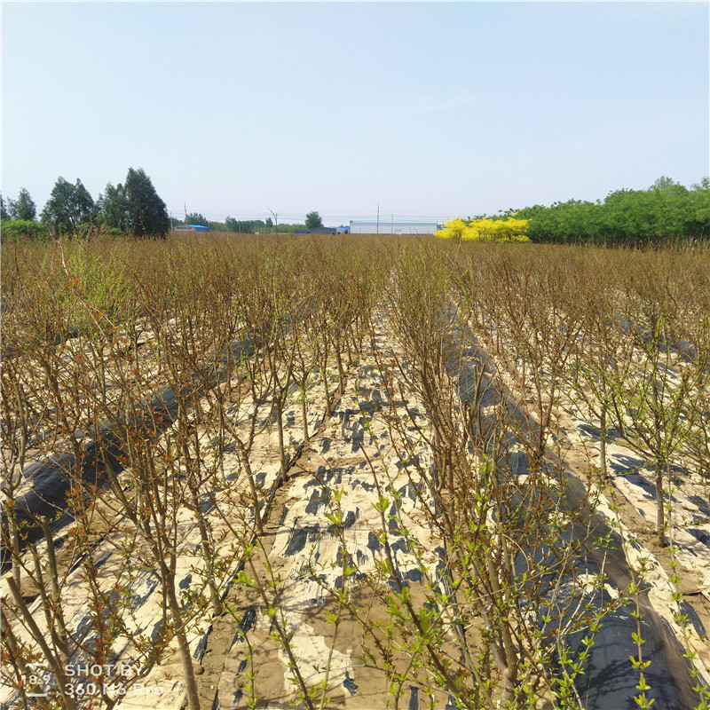 嫁接石榴苗基地报价 苗圃出售石榴苗