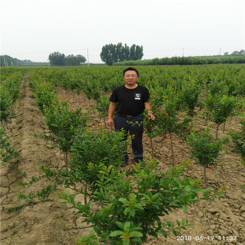 紅如意石榴苗基地報價 哪里有石榴苗
