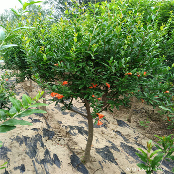 紅石榴樹(shù)哪家好銀莊農(nóng)業(yè)