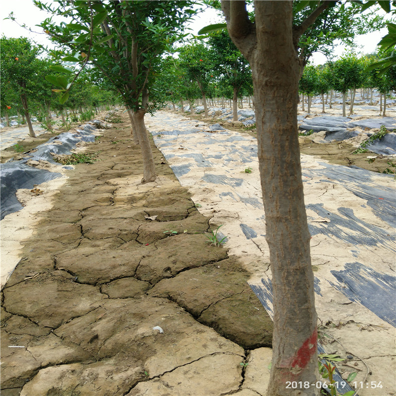 甜红石榴苗基地报价 长期批发石榴苗