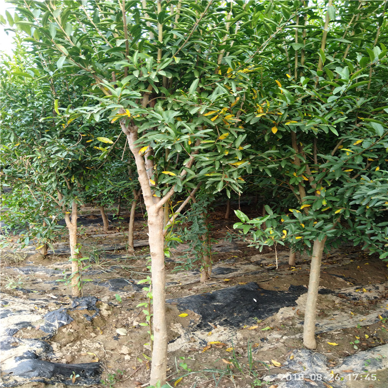 突尼斯软籽石榴苗种植 石榴苗基地