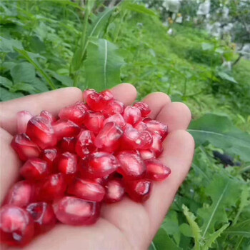 紅如意石榴苗圖片銀莊苗木基地石榴樹苗