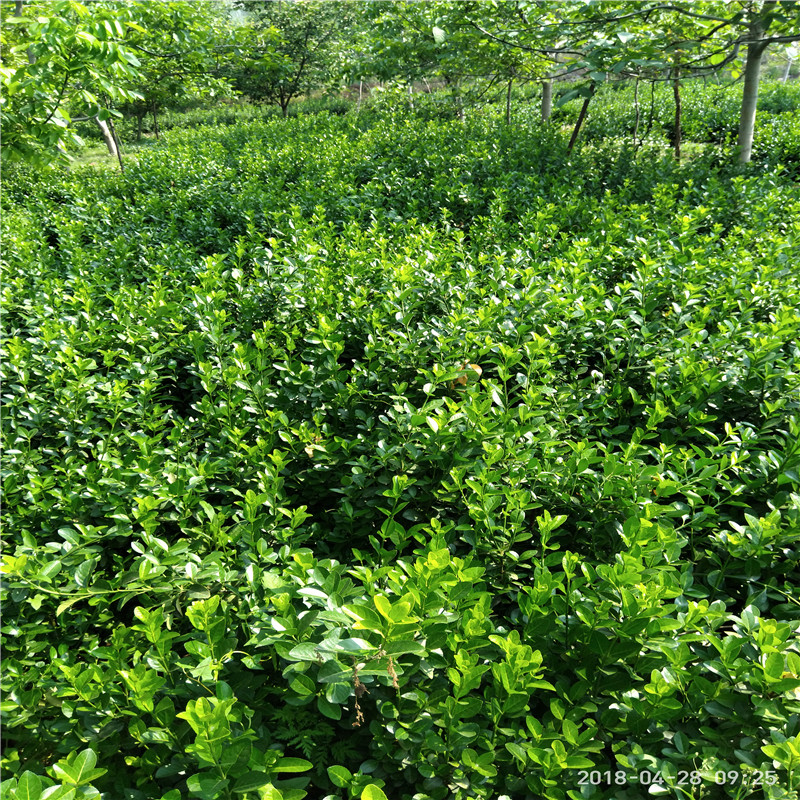 基地现货扶芳藤多少钱一颗