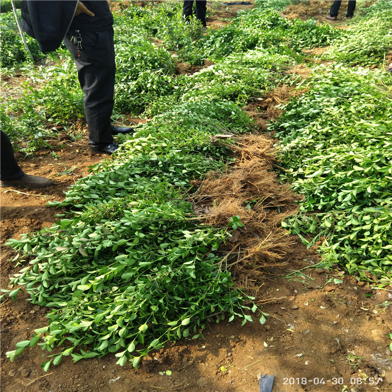 30公分扶芳藤种植方法 易成活扶芳藤