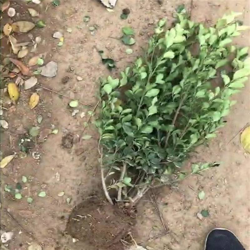 金邊扶芳藤哪里便宜 產(chǎn)地扶芳藤