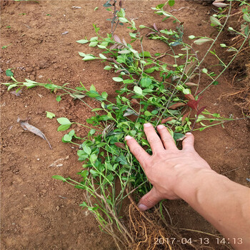 速铺扶芳藤产地货源扶芳藤现挖现卖