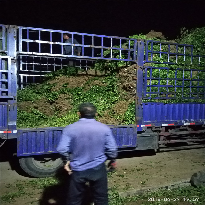 30-60公分扶芳藤一畝地種多少 扶芳藤貨源充足