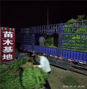 1年扶芳藤苗哪里便宜批發(fā)供應(yīng)扶芳藤