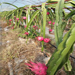 火龙果苗的种植方法银庄苗圃直销图片