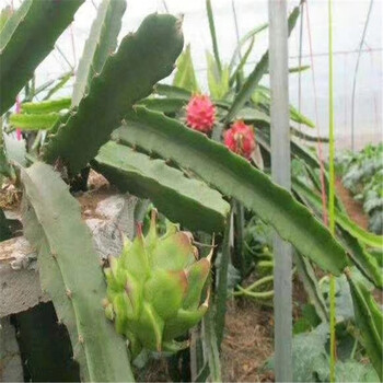 紅火龍果苗多少錢(qián)一株火龍果樹(shù)苗價(jià)格實(shí)惠