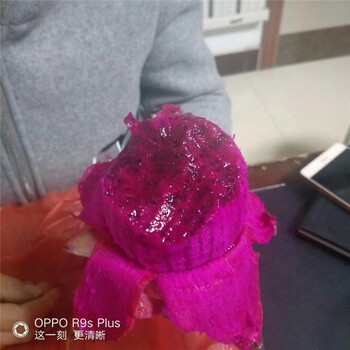 山東火龍果苗哪里買紅心火龍果苗當年結(jié)果