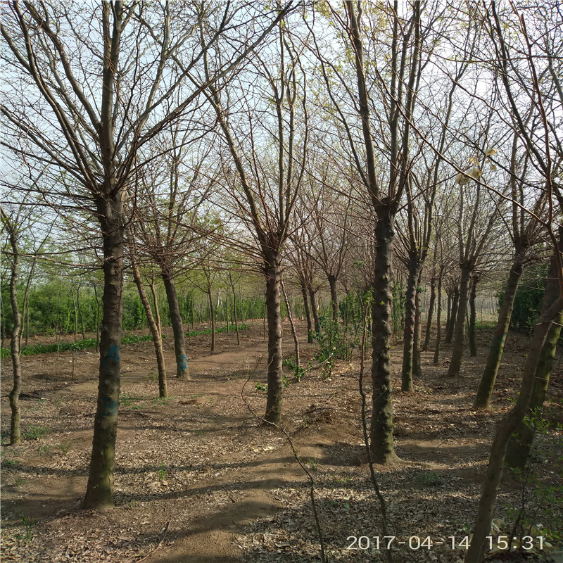 皂角樹苗怎么種植 皂角樹苗圃