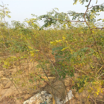 小刺皂角苗價(jià)格自產(chǎn)自銷(xiāo)皂角苗