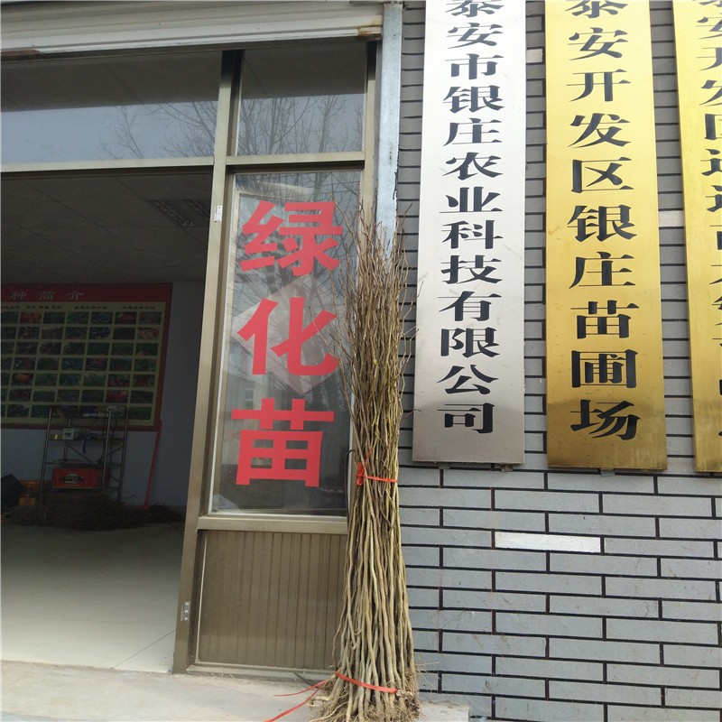 哪里出售杜仲苗 杜仲苗多少錢一棵