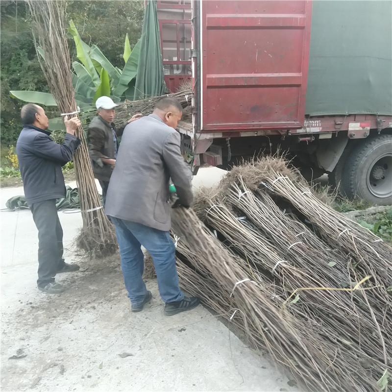 云南杜仲苗哪里便宜 杜仲苗种植技术