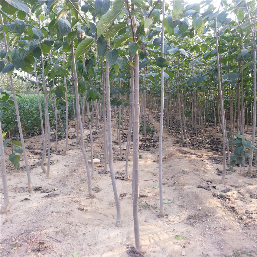 基地長期供應杜仲小苗 杜仲樹價格合理