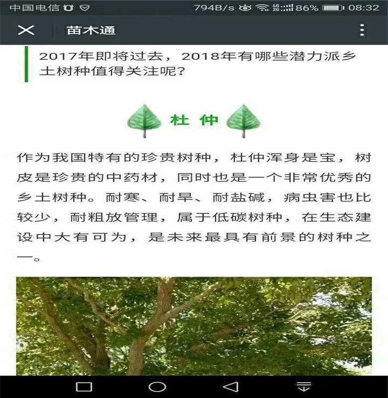 3公分杜仲樹苗種植一畝地收益山東杜仲苗