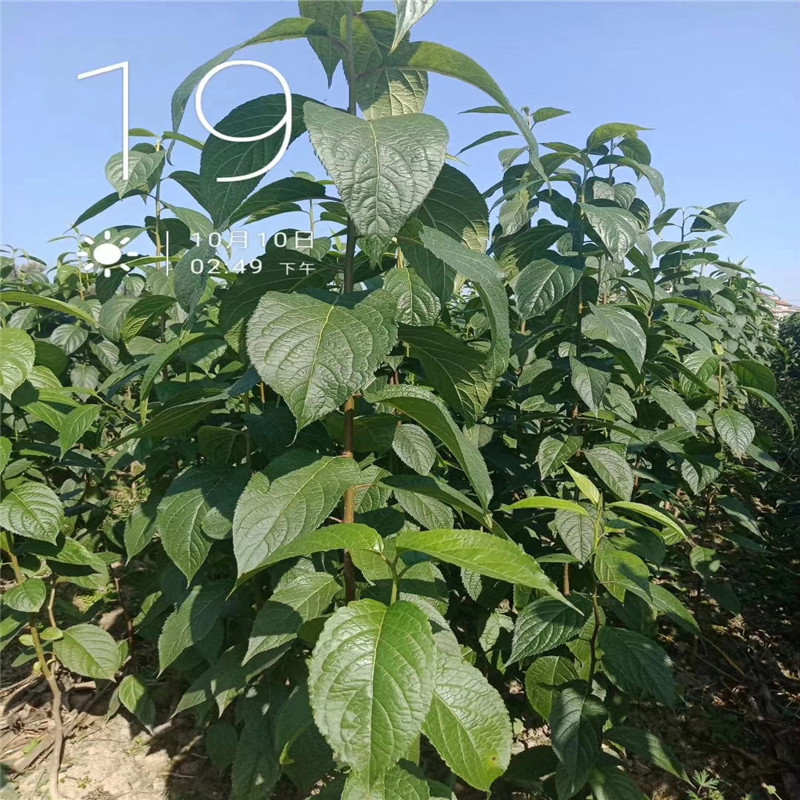 杜仲樹種植技術(shù) 山東杜仲小苗批發(fā)