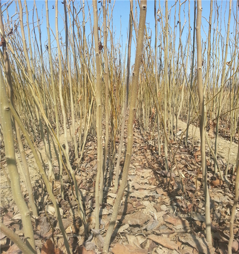 藥用杜仲苗 園林綠化杜仲小苗圖片
