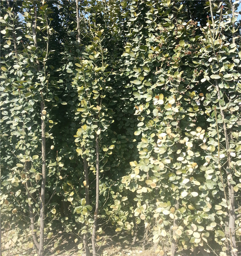 山东北海道黄杨价格 现挖现卖黄杨树苗