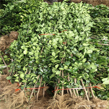 工程绿化树苗价格优惠北方北海道黄杨