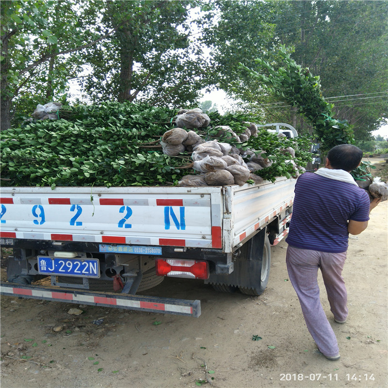 北海道黄杨树供应价格 2米北海道黄杨哪里有 