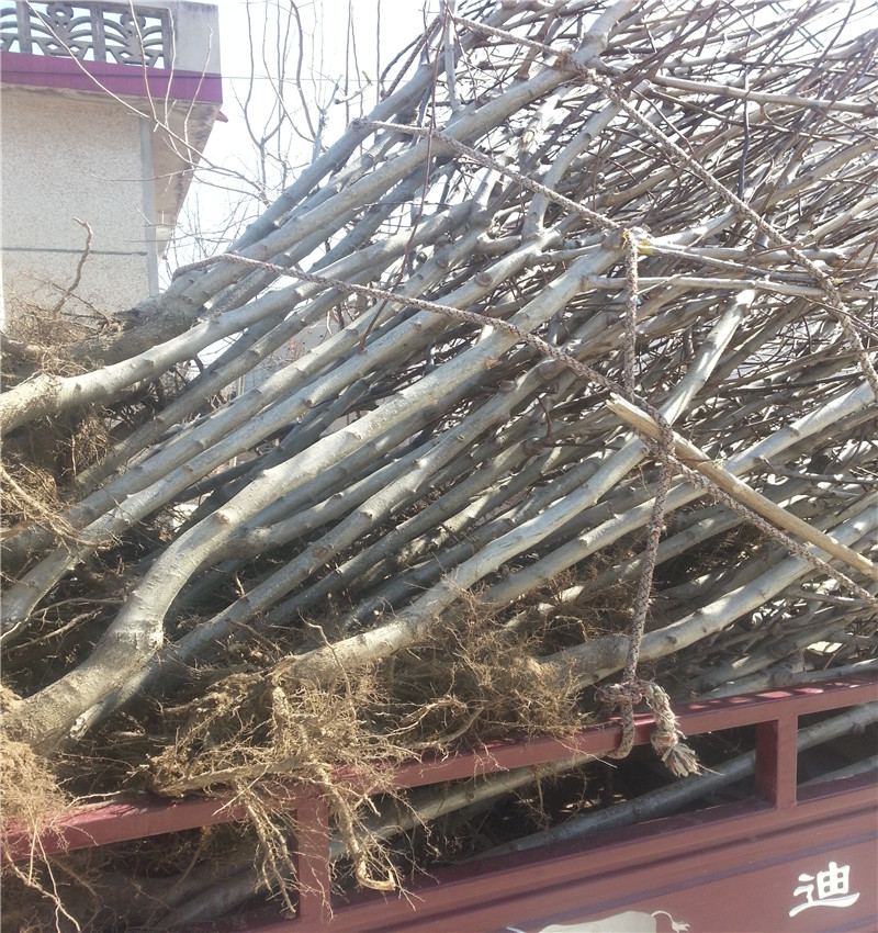 山楂苗基地甜紅子山楂樹(shù)苗哪里有賣