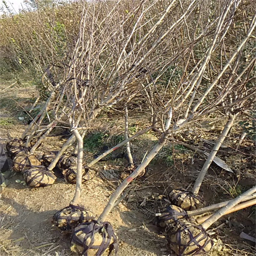 兩年生山楂樹苗多少錢 山楂苗苗圃