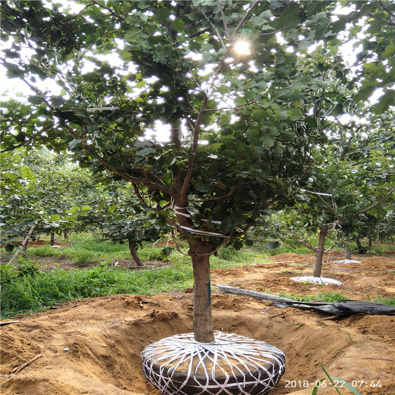 山楂苗基地甜紅子山楂樹(shù)苗哪里有賣