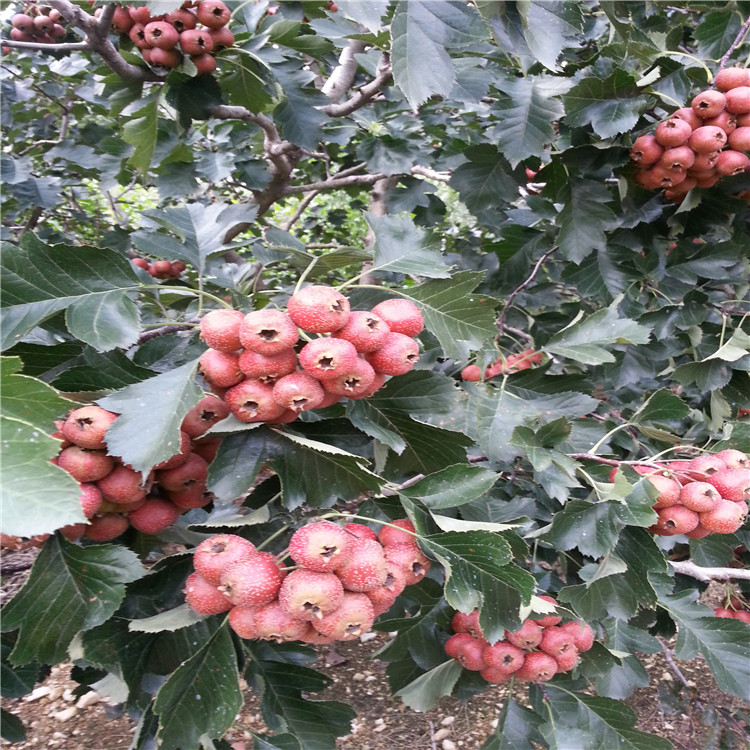 嫁接山楂苗的价格 山楂树苗现货供应