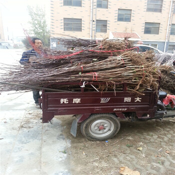 两年生山楂树苗批发基地出售山楂苗现货