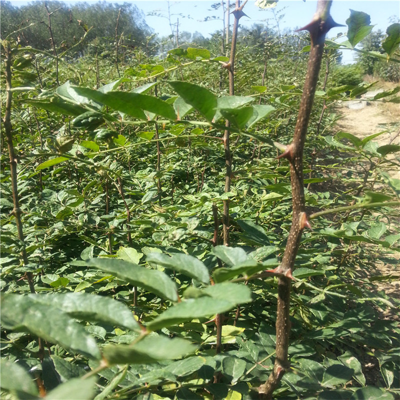 大红袍花椒苗什么品种好批发基地