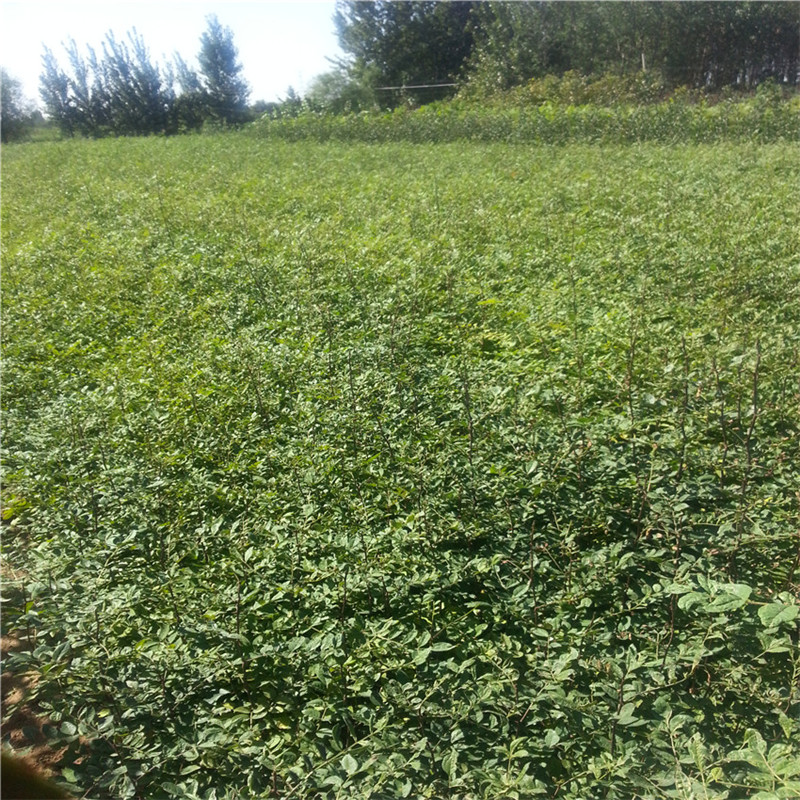 2年花椒苗花椒樹(shù)苗新品種