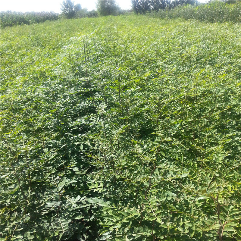 花椒樹苗種植銀莊農(nóng)業(yè)