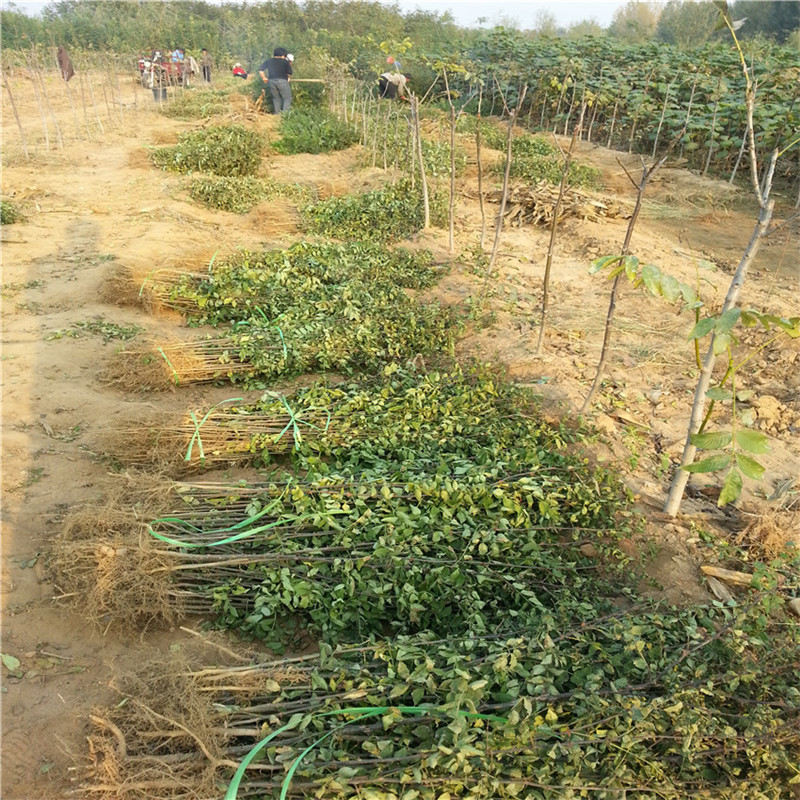 花椒苗一畝地利潤多少批發(fā)基地