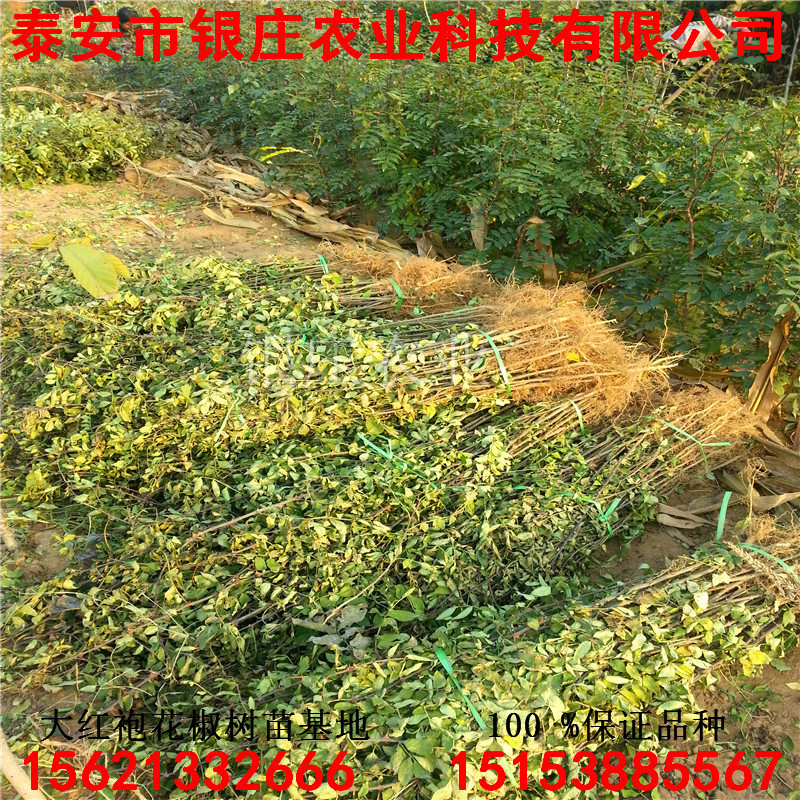 花椒苗几结果年一亩地要多少株花椒苗