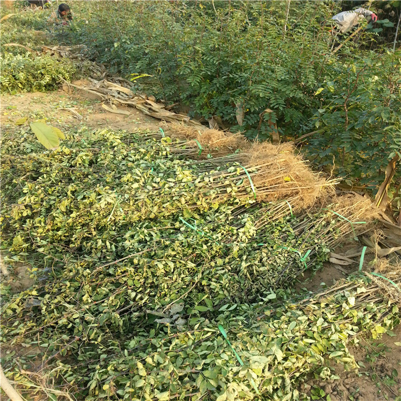 1公分花椒樹(shù)苗基地現(xiàn)挖現(xiàn)賣