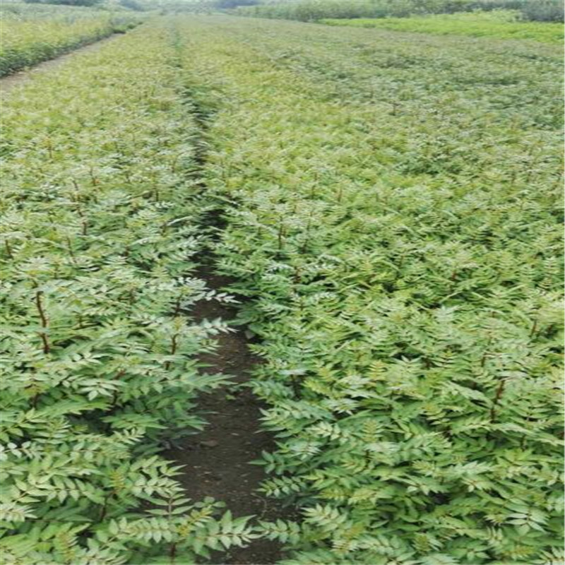 花椒樹苗出售 花椒苗基地銀莊農(nóng)業(yè)