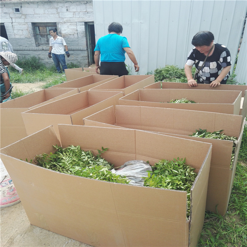 花椒樹價(jià)格銀莊農(nóng)業(yè)出售