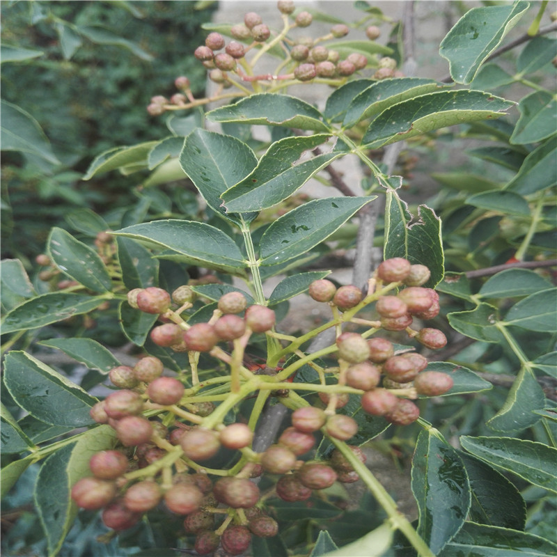 無刺花椒苗售價(jià)是多少花椒樹苗多少錢