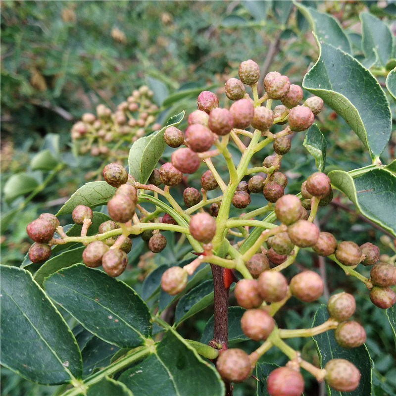 花椒苗多少錢 花椒苗淡季旺季