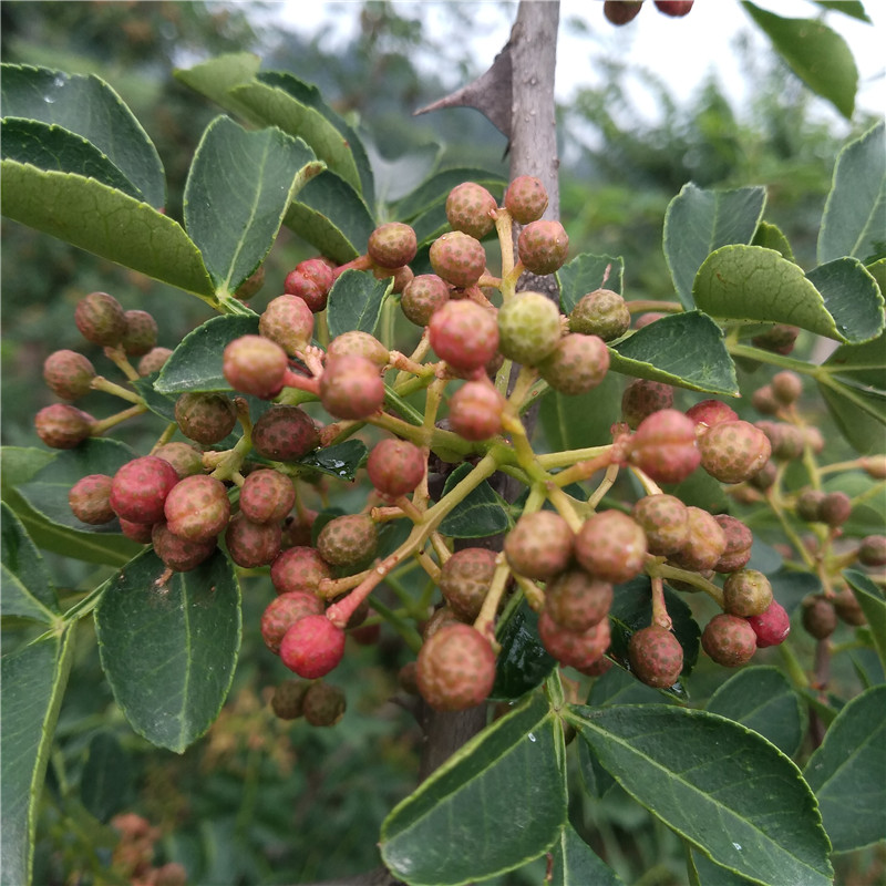 無刺花椒苗售價(jià)是多少大紅袍花椒苗新品種