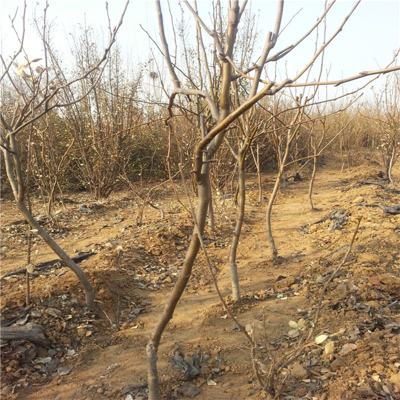 早酥红梨树苗基地批发 梨树苗供应基地