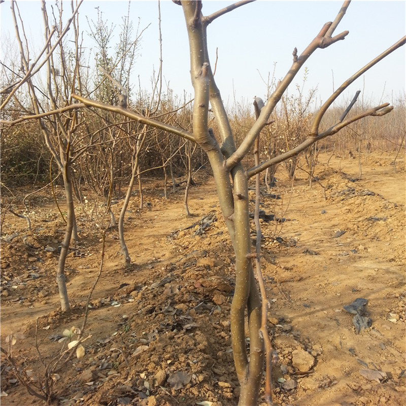 秋月梨樹(shù)苗基地 梨樹(shù)苗什么品種好