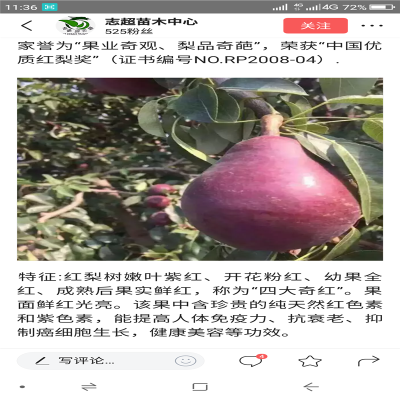 梨樹苗品種 梨樹苗現(xiàn)貨供應(yīng)
